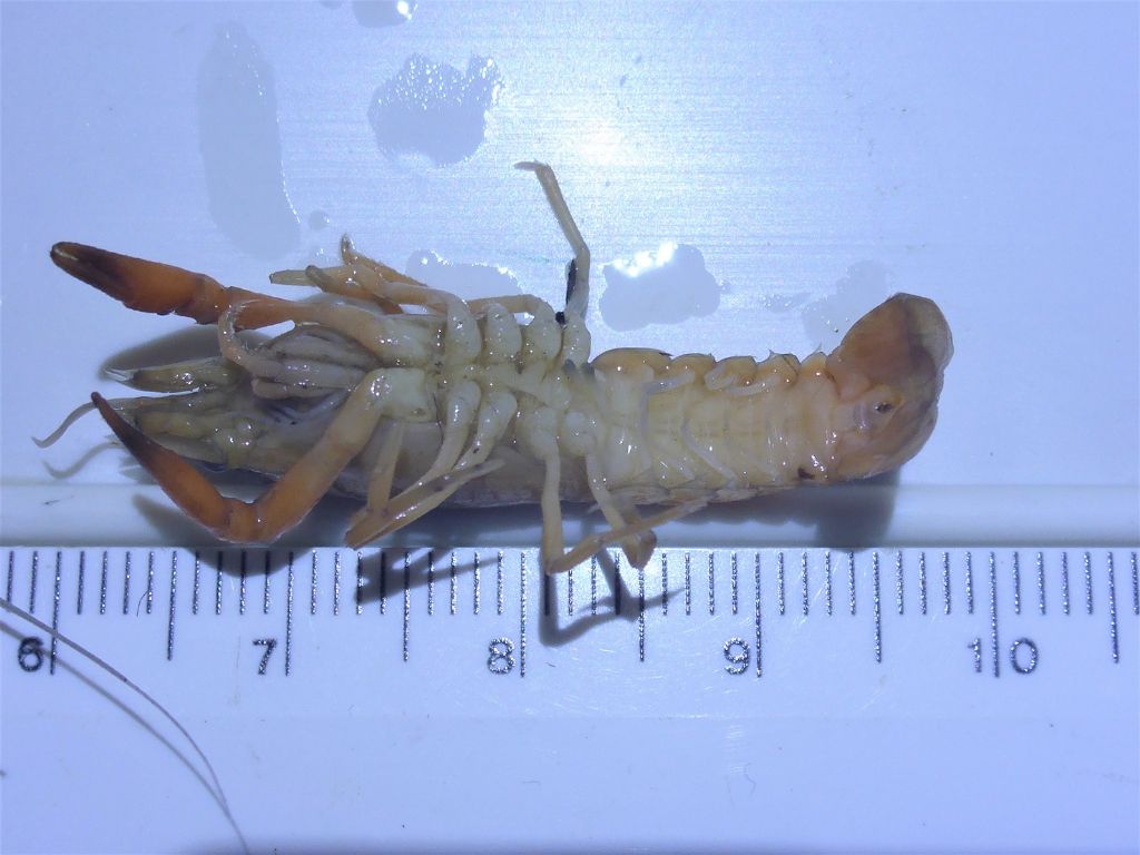 Gambero del Mississipi - Procambarus???