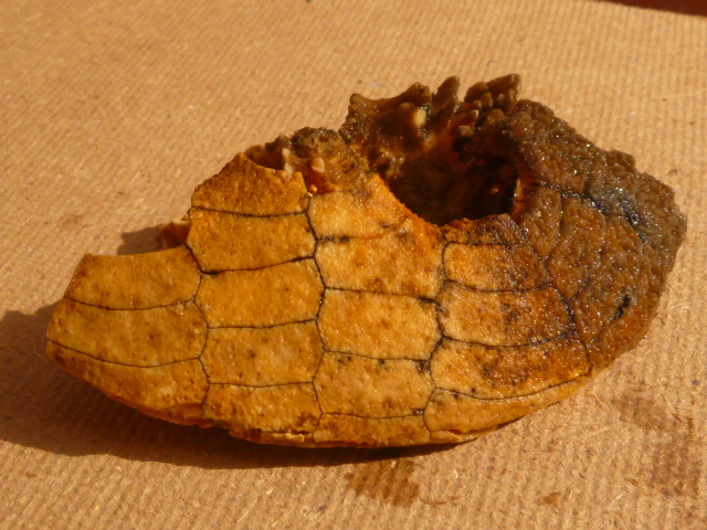 Strano CLYPEASTER