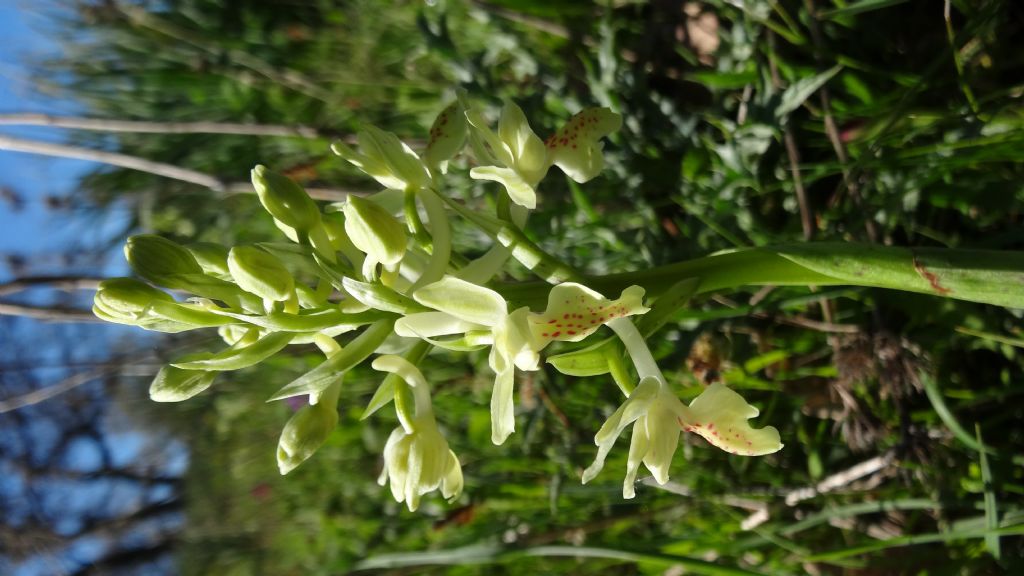 Dalla Sardegna