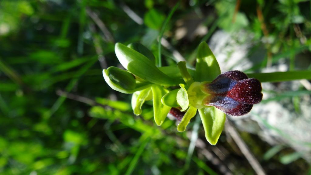 Dalla Sardegna