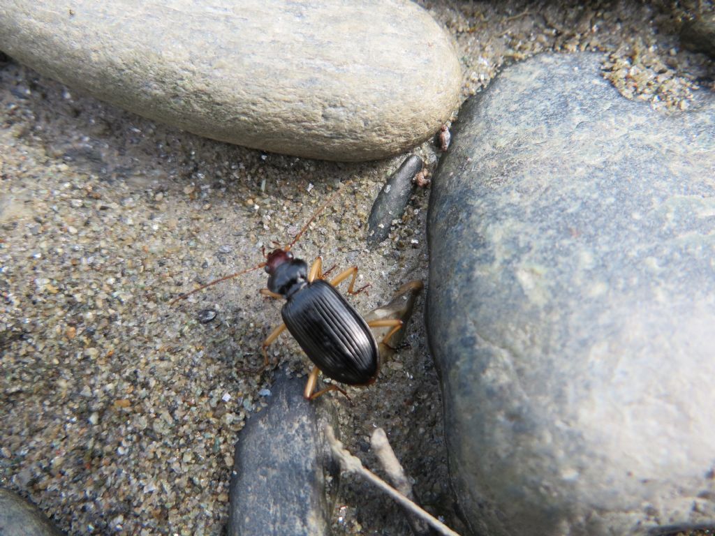 Nebria picicornis (Carabidae)  in riva all''Adda