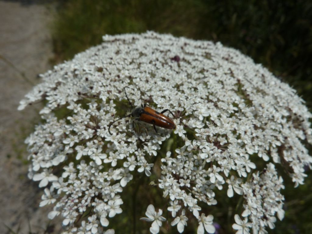 Vadonia unipunctata (Cerambycidae) del ponente ligure