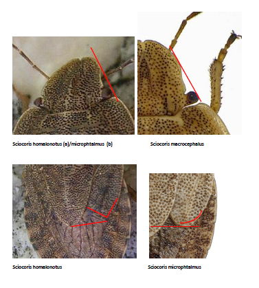Sciocoris sp.