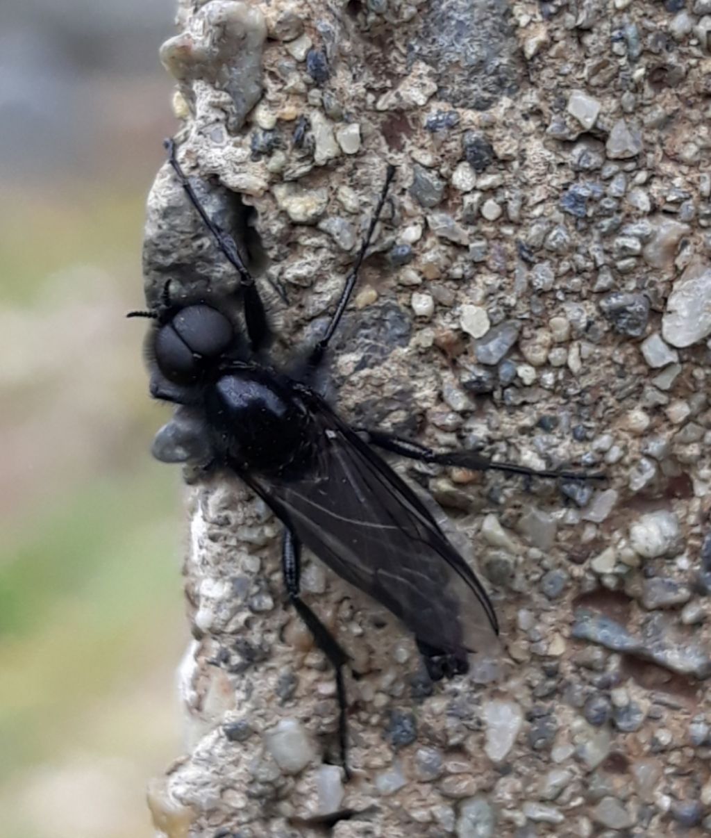 Ditteri nei vigneti valtellinesi: cfr. Bibio marci, maschio (Bibionidae)