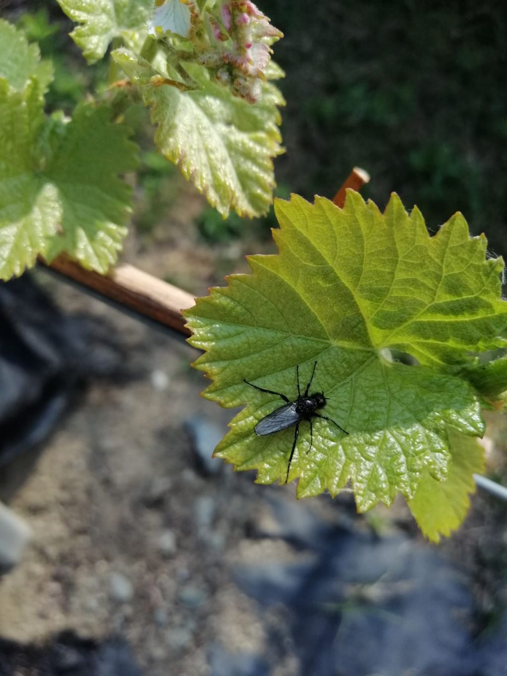 Ditteri nei vigneti valtellinesi: cfr. Bibio marci, maschio (Bibionidae)