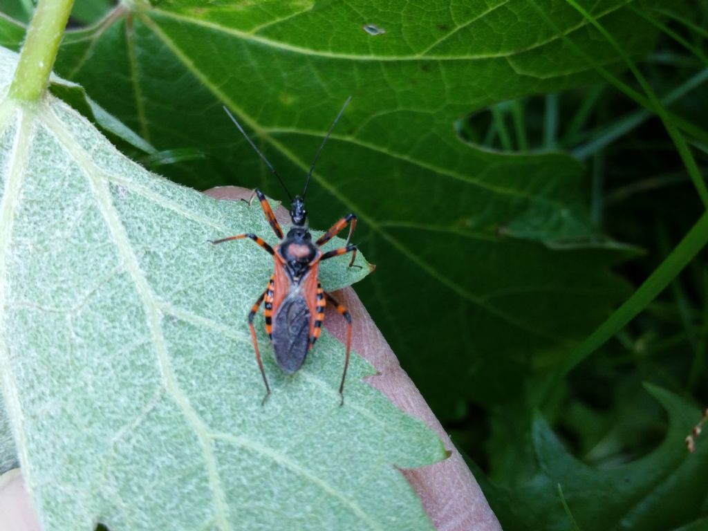 Rhynocoris iracundus