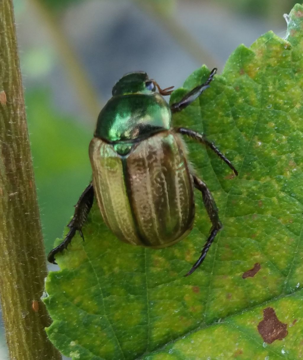Scarabaeidae: Mimela junii, Rutelidae