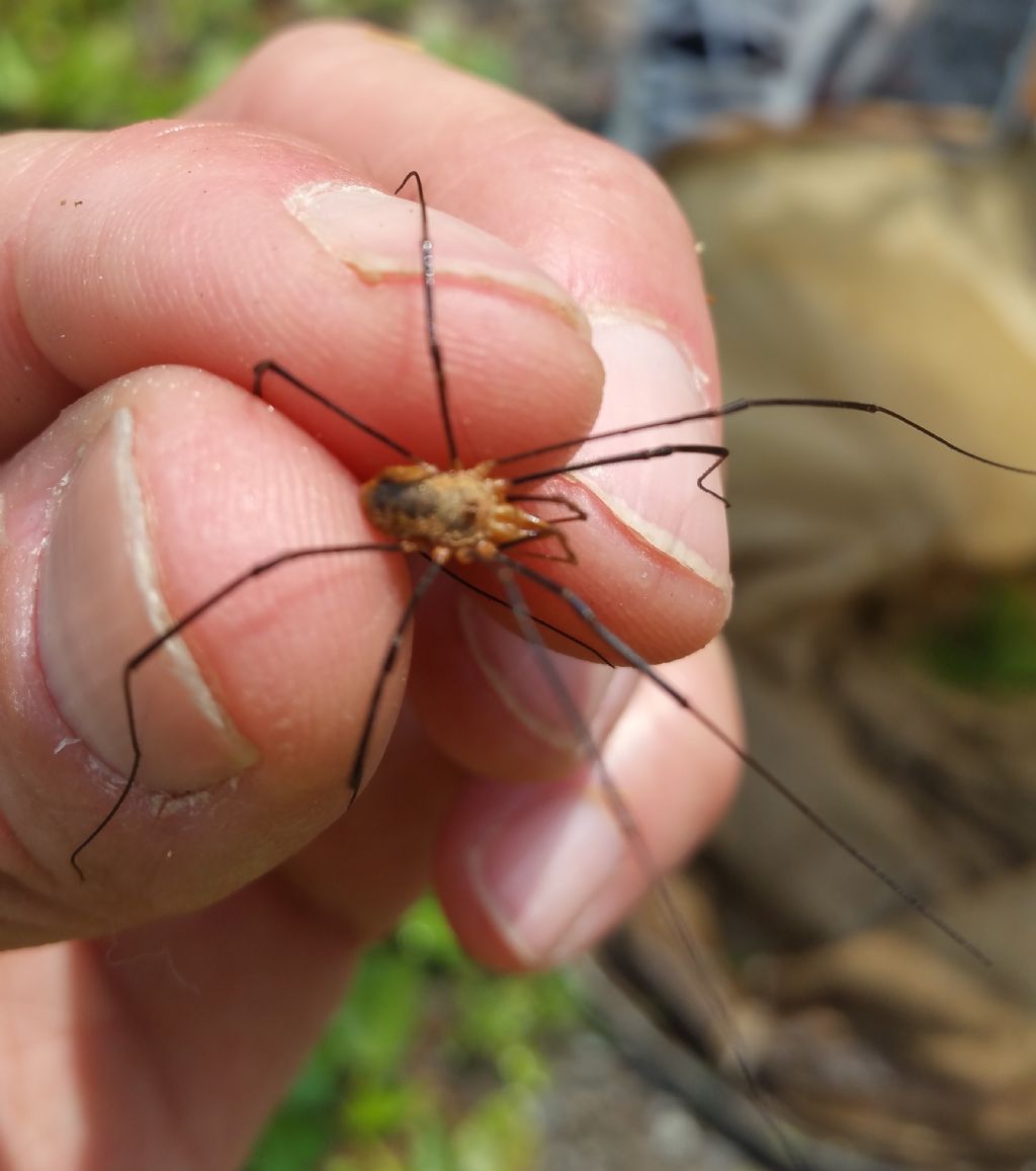 Opilione di Albosaggia (SO): Phalangium opilio ♂ (Phalangiidae)