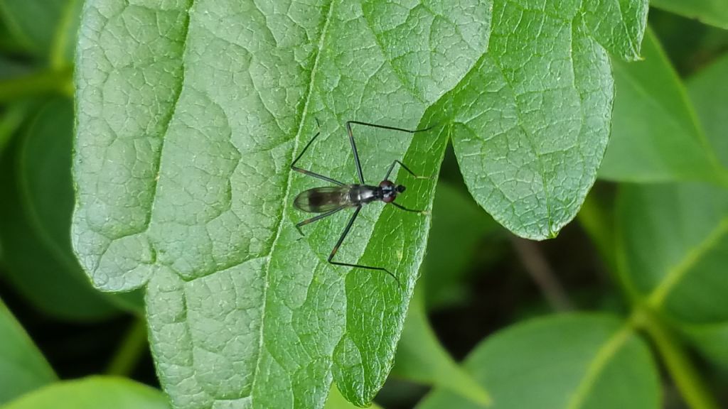 Strano dittero della bassa Valtellina:  Rainiera calceata (Micropezidae)