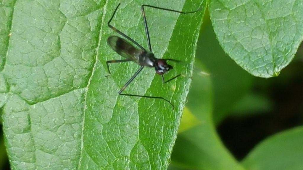 Strano dittero della bassa Valtellina:  Rainiera calceata (Micropezidae)