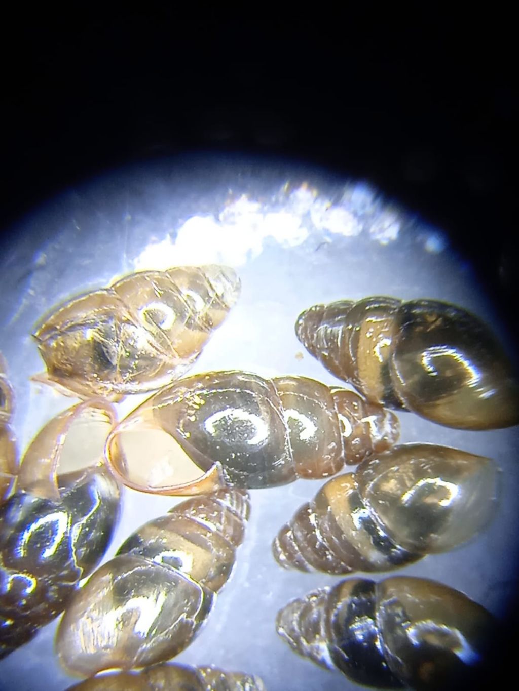 Chioccioline nel giardino di casa-Valtellina