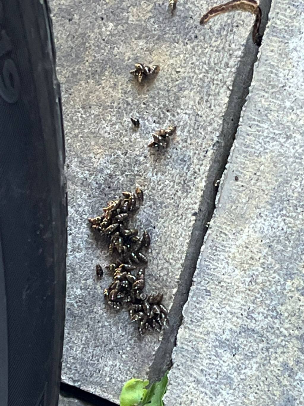 Chioccioline nel giardino di casa-Valtellina