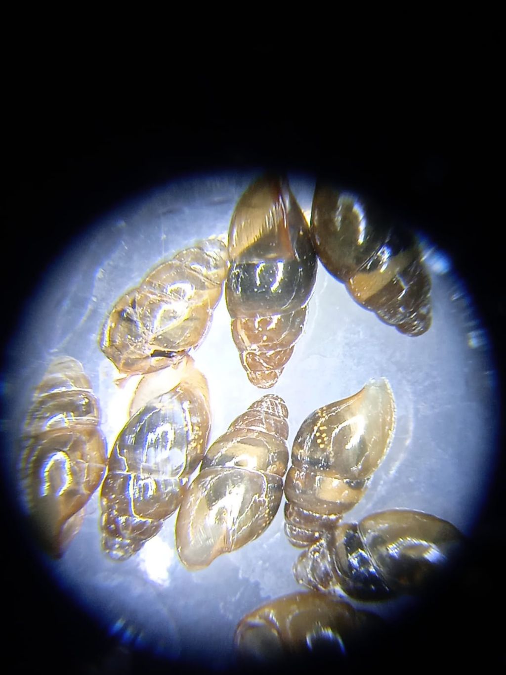 Chioccioline nel giardino di casa-Valtellina