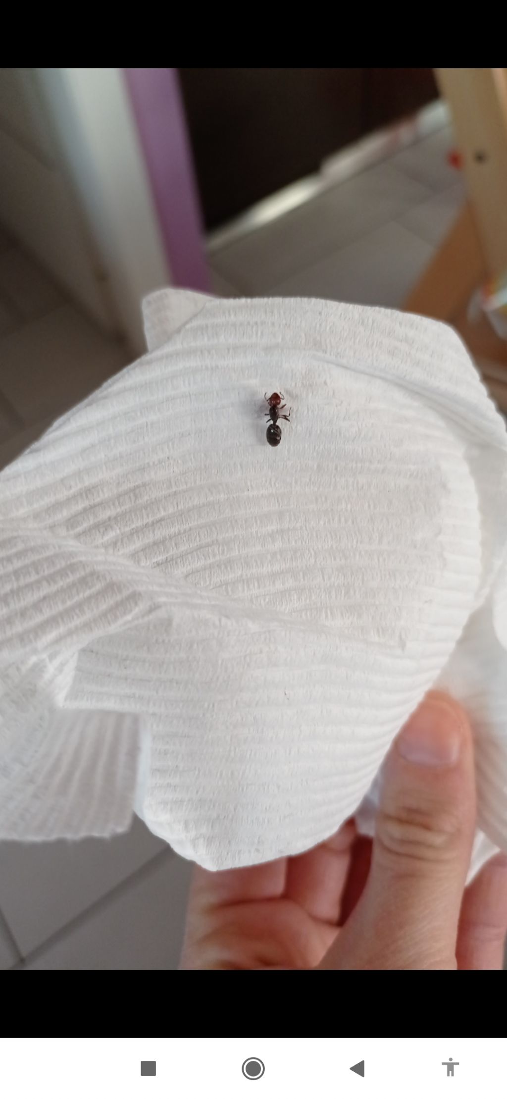 Formica grande in camera