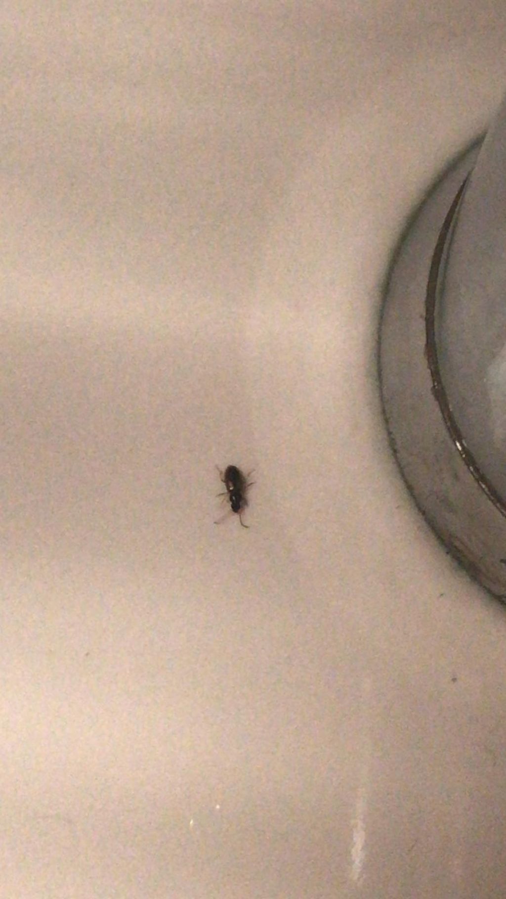 Coleottero da id. in casa: piccolo carabide.