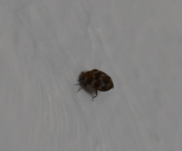 Insettini rigati: Dermestidae, Anthrenus cfr. verbasci