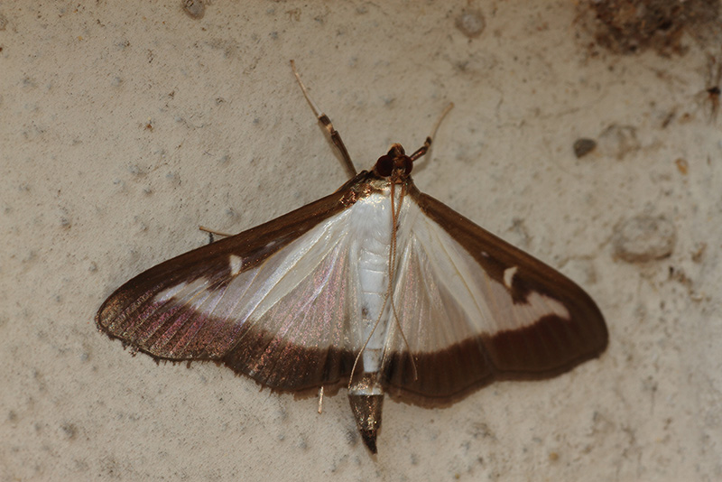 varietà di farfalla notturna