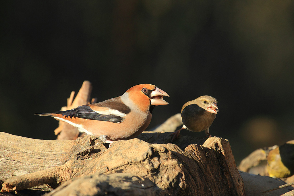 Compagni di merende