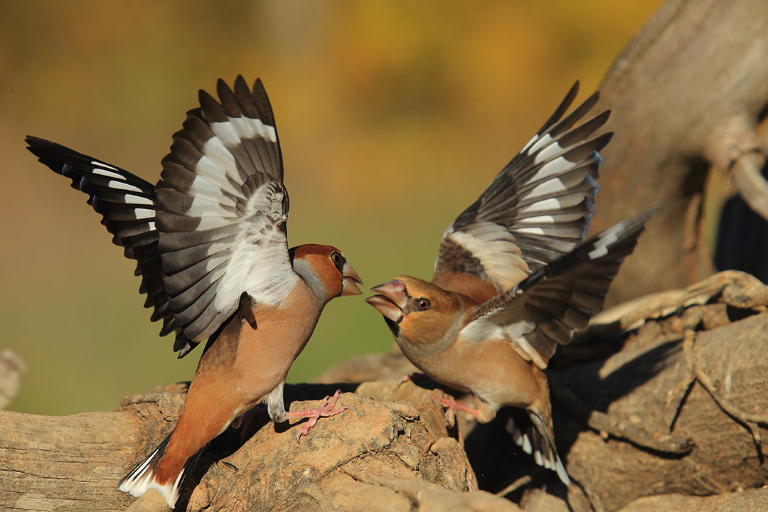 Tempo di frosoni  (Coccothraustes coccothraustes)