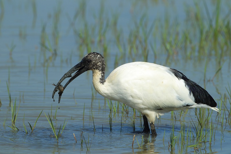 Gambero a pranzo per l''Ibis sacro (Threskiornis aethiopicus)