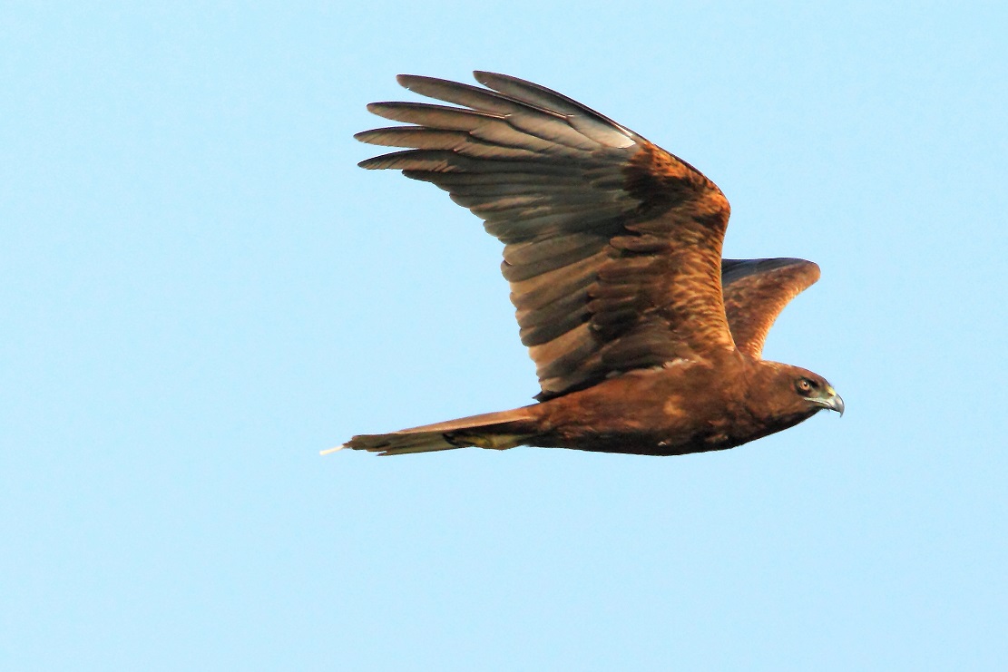 Falco di Palude (Circus aeruginosus)