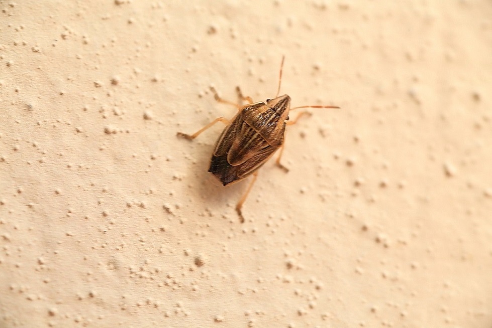 Pentatomidae:  Aelia sp.
