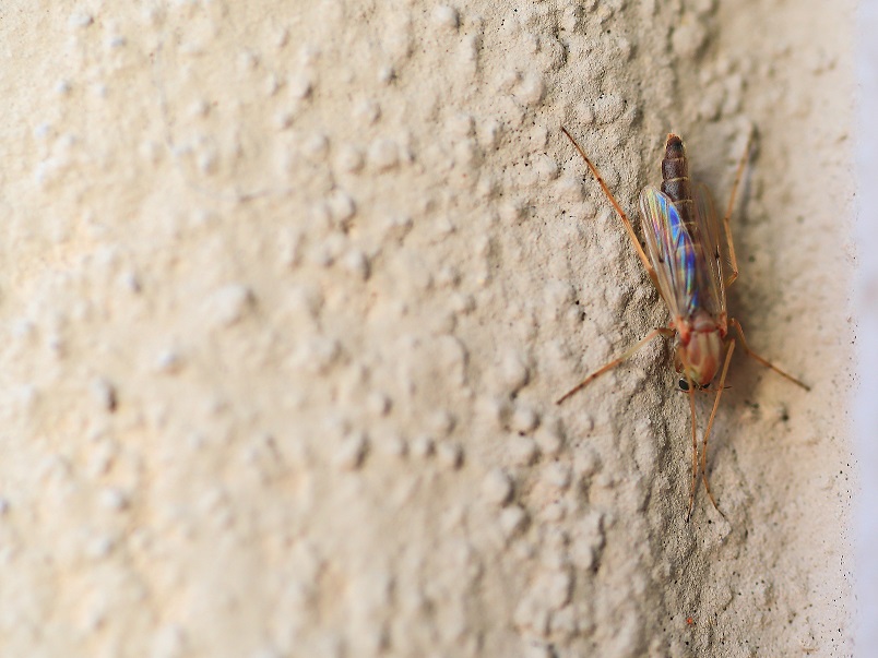 Chi è? Chironomidae sp., femmina