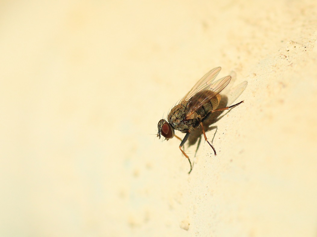 Probabile Coenosia attenuata, famiglia Muscidae