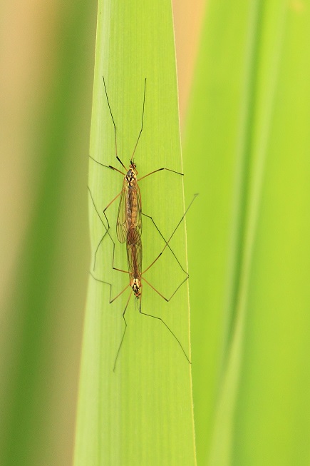 Tipulidae ?  S, Nephrotoma sp.