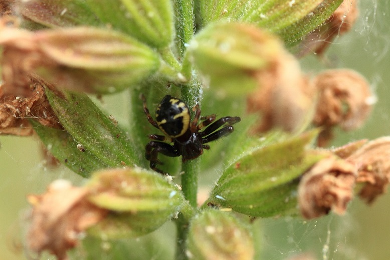 Thomisidae: Synema globosum - il 