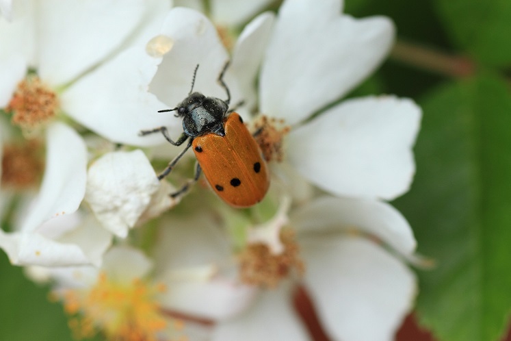 Chrysomelidae su fiore di rosa: Lachnaia italica