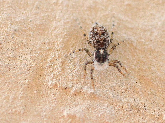 Sul muro esterno di casa: Menemerus semilimbatus, femmina (Salticidae)