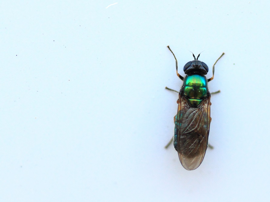 Stratiomyidae: Chloromyia sp.