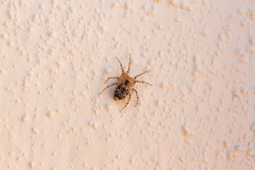 Piccolo ragno: Oecobius navus