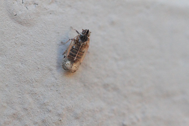 Microscopico dittero?  No, Hemiptera Fulgoromorpha: cfr. Reptalus sp. (Cixiidae)