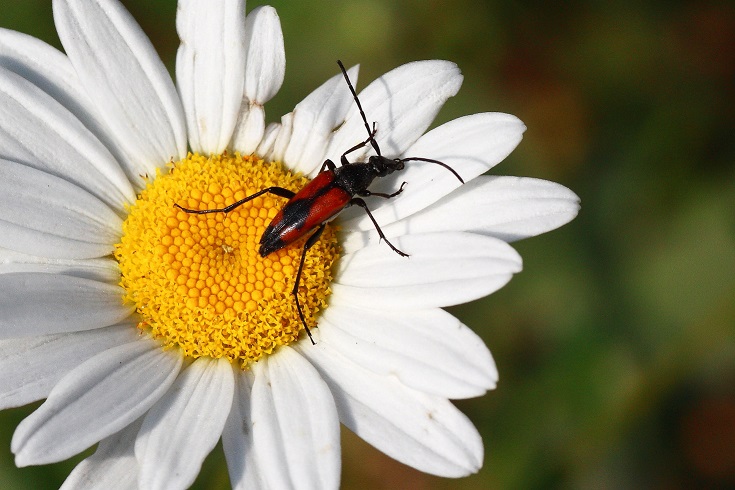 Identificazione di Stenurella sp.: Stenurella bifasciata, femmina