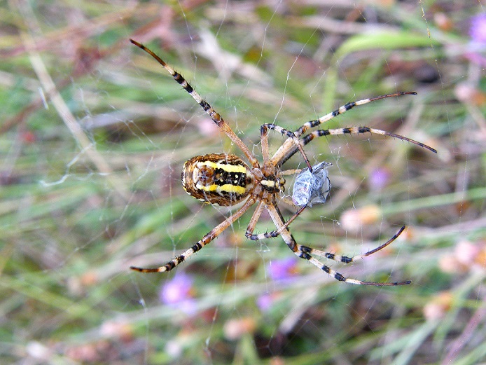 Argiope bruennichi (Lato ventrale)