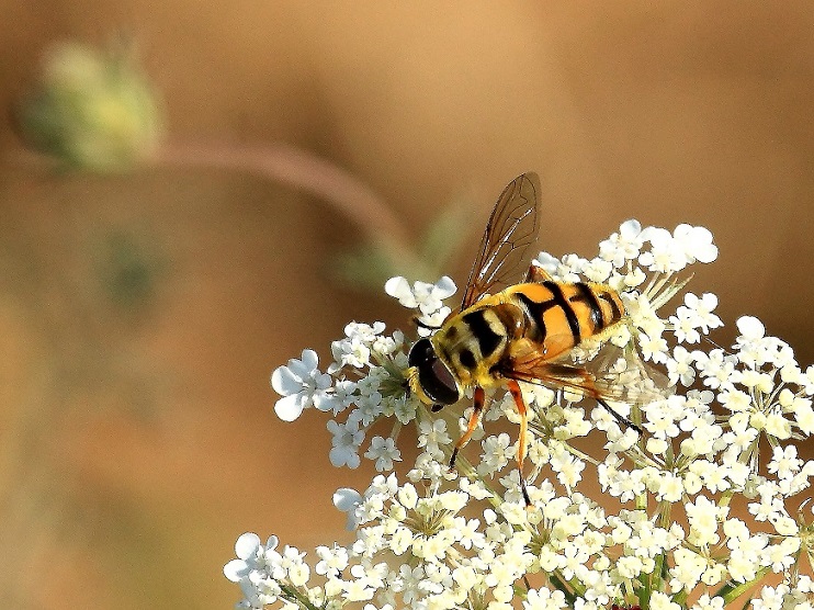 Syprphidae: Myathropa florea, maschio