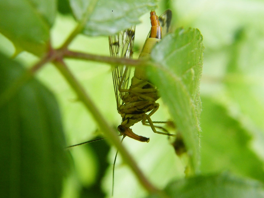 Di cosa si tratta?  Panorpa sp. (Panorpidae)