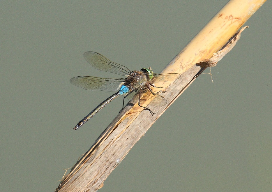 Anax parthenope