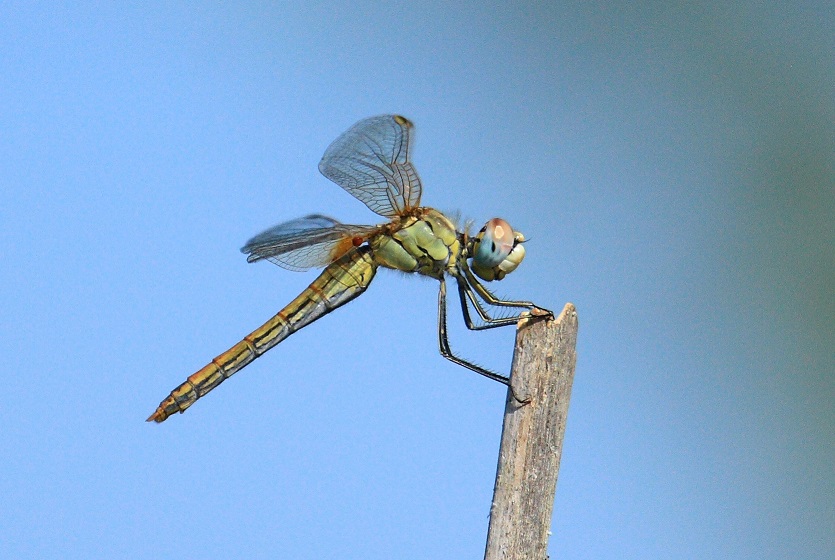 Orthetrum cancellatum ? No,  Sympetrum fonscolombii, femmina