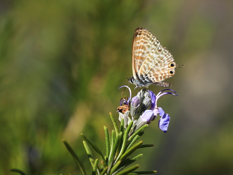 Leptotes pirithous (Lycaenidae)