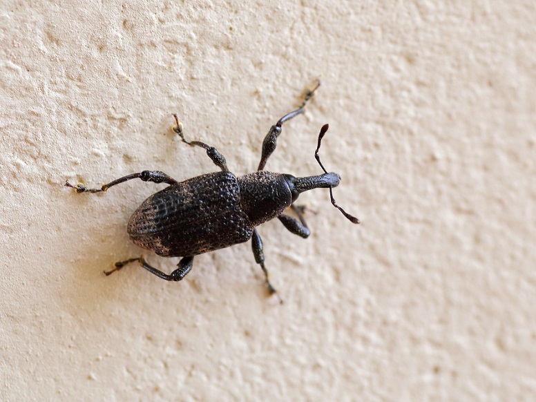 Famiglia Apionidae? No, Curculionidae: cf. Aclees taiwanensis