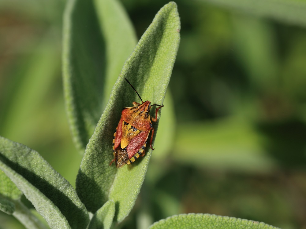 Carpocoris.... mediterraneus ?