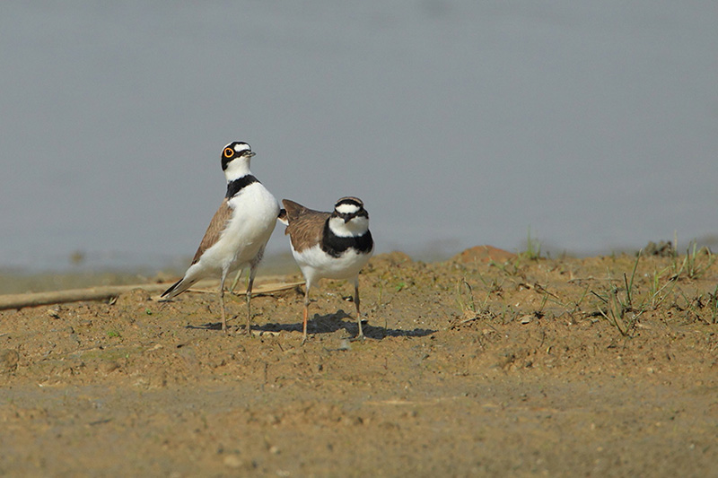 La parata nuziale del Corriere piccolo (Charadrius dubius)