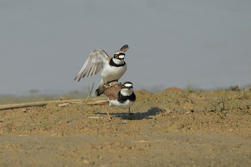 La parata nuziale del Corriere piccolo (Charadrius dubius)