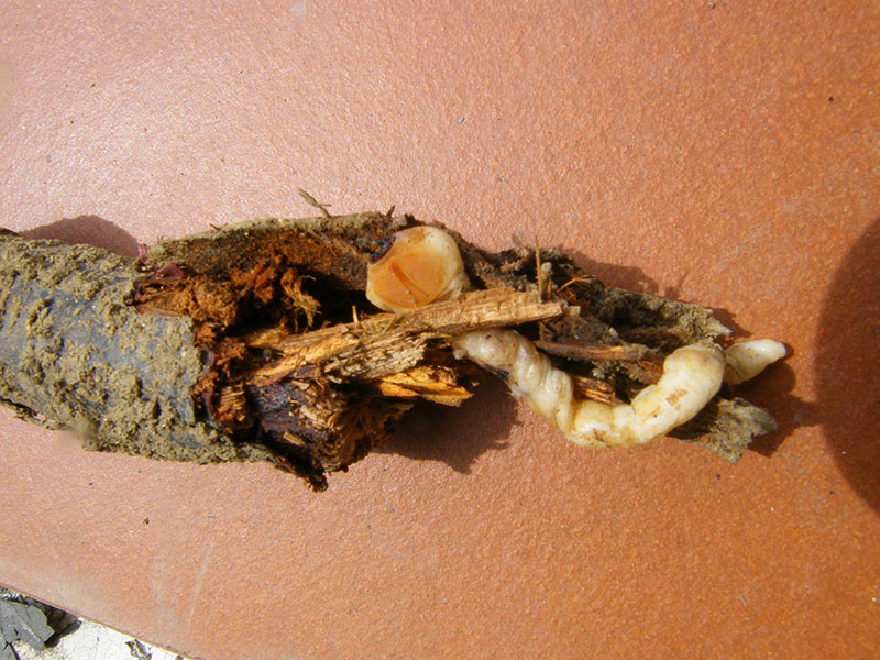 Identificazione parassita - Capnodis tenebrionis (Larva)
