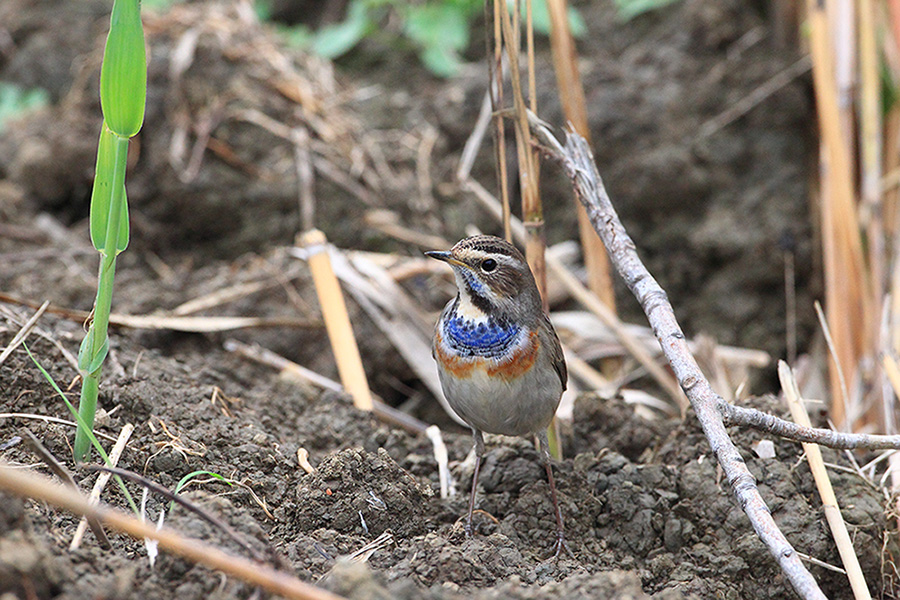 Pettazzurro occidentale   (Luscinia svecica cyanecula - Muscicapidae)