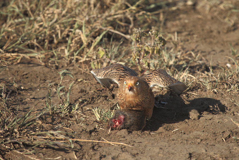 little sparrowhawk ?