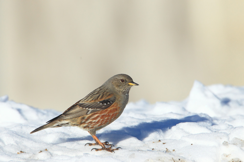 Sordone (Prunella collaris)